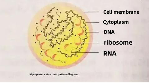 mycoplasma pneumonia